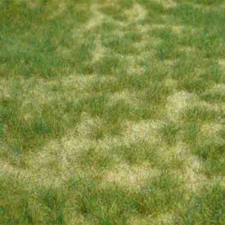 Dzika trawa HEKI 1842 mata 45x17cm letnia