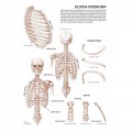 Leonardo Compact Series Anatomia TOM 4