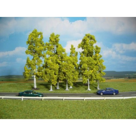 Brzoza 10-18cm 10szt.